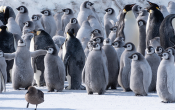 Emperor penguin chicks at the Cape Crozier colony on Ross Island in Antarctica